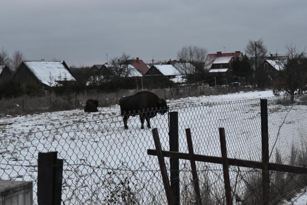 Domek Jaskolka Bialowieza Exterior photo